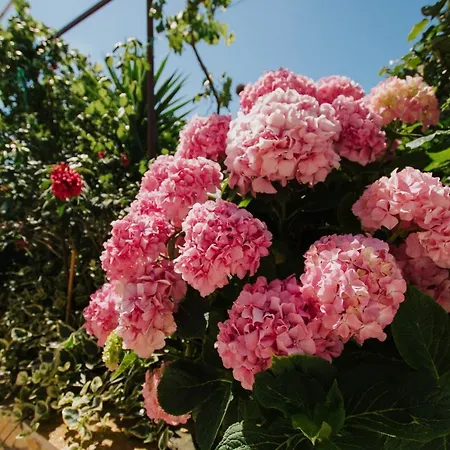 Apartmán Blaise Trogir